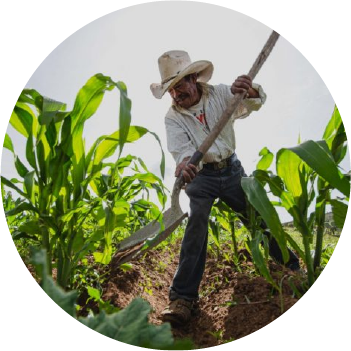Productores agrícolas