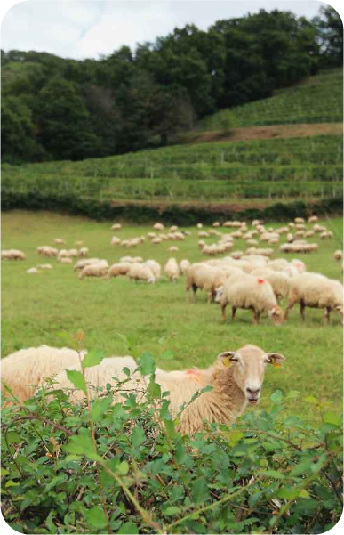 Producción Animal Sostenible